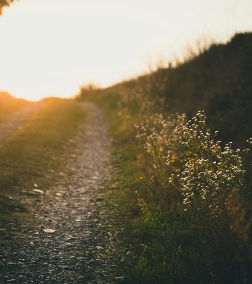 francesco-gallarotti-rL6sOvctpo4-unsplash-2000x1333